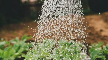 Gartenabfälle entsorgen